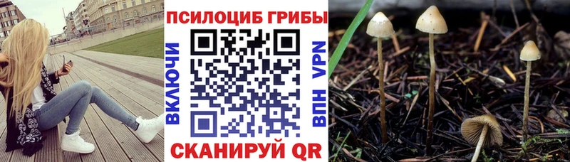 Купить где  Ленск  Галлюциногенные грибы Psilocybine cubensis 